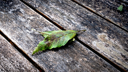 green leaf on wooden background
