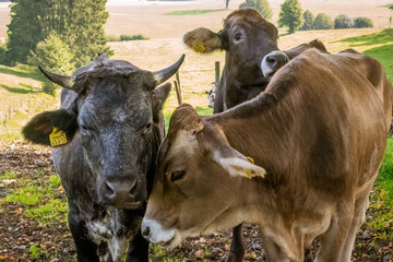 Junge Kühe auf der Weise bei Marktoberdorf, Allgäu, Bayern, Deutschland