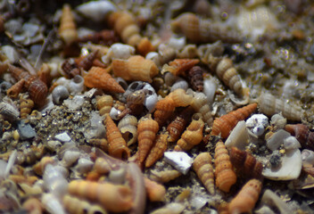 seashells on the beach