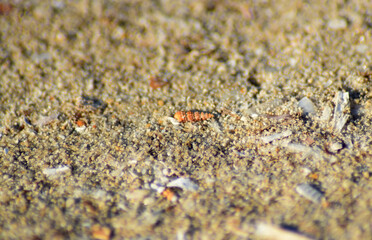 texture of sand
