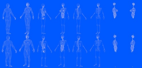Fototapeta na wymiar Set of 16 x-ray wireframe renders of male and female body with skeleton and internal organs isolated - cg detailed medical 3D illustration in blueprint style