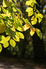 Buchenblätter im herbstlichen Sonnenlicht