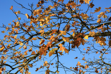 Herbstlicher Ahorn bei Sonnenlicht unter blauem Himmel