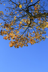 Herbstlicher Ahorn bei Sonnenlicht unter blauem Himmel