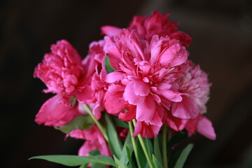  peony, paeony, flowers, flower, pink flowers
pink flower, nature