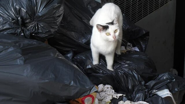 White homeless cat seeking a food in a dumpster or trash bin. Abandoned animals.
