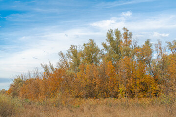 Fototapeta premium autumn forest landscape with blue sky background