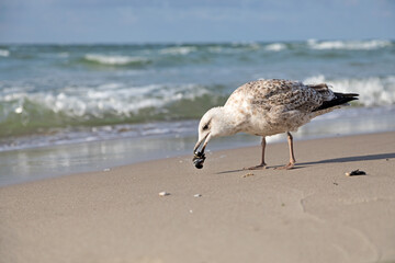 seagull with shellfish
