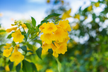 Spring flowers in the meadow stock photo