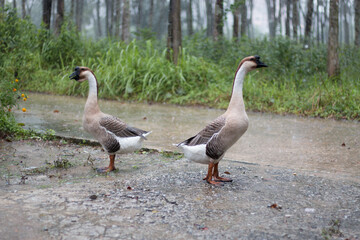 Two geese standing in the rain.