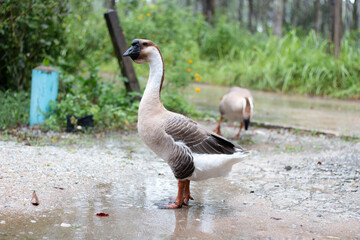 A geese standing in the rain.