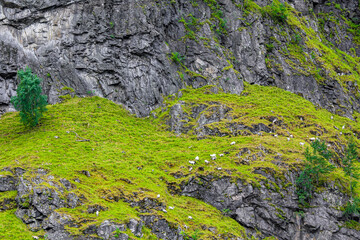 Mountain goats in Norwegian beautiful mountain fjord landscape.