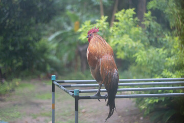 A chicken on a clothesline with a green tree in the background.
