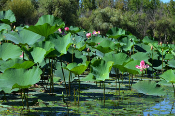 lotus flowers in natural habitat