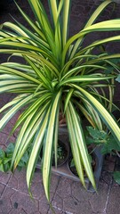 scenic view of green plants for multipurpose use