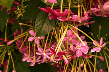 Lovely blossom of flowers in my backyard.