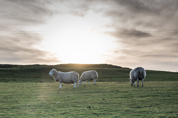 Sheep on a farm in Scotland - Isle of Skye, lambing season