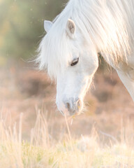 Naklejka na ściany i meble White horse - beautiful white stallion running on a meadow at dawn