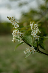 blooming wild bird cherry in the garden in spring