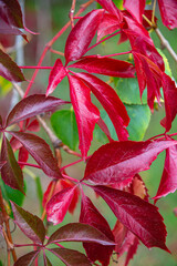 Beautiful red ivy like epiphyte leaves in the city park in Autumn colors as a background.