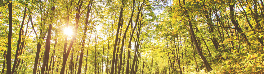 enjoying nature through forest