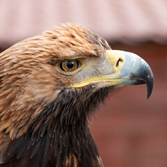 Portrait of a predator golden eagle