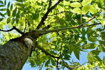 Mit Blick nach oben dem Baum entlang.