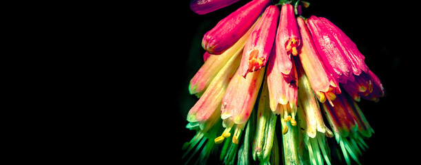 Spring Blossoms of a Pink Flower Isolated on a Black Background