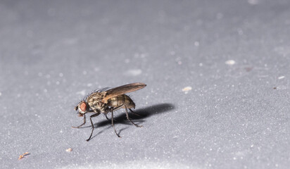 Insect close up - common fly isolated on bright background