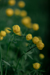 Blooming Trollius europaeus. Yellow wild flower in spring meadow.