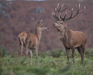 Red deer stag with a young hind.