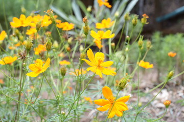 yellow flowers on green grass background