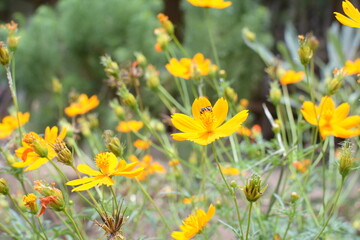 yellow flowers on green grass background