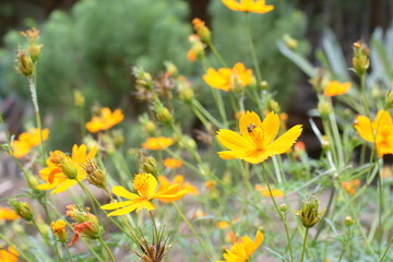 yellow flowers on green grass background