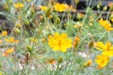 yellow flowers on green grass background