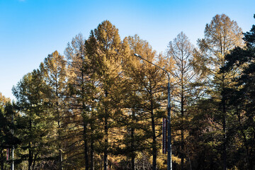 Fototapeta premium Branches of trees with yellow autumn leaves.