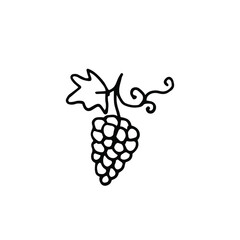 single hand drawn bunch of grapes.A bunch of grapes with leaves. Hand-drawn grapes. Doodle element. Simple vector sketch illustration isolated on a white background.