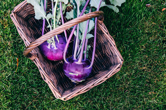 Raw Organic Purple Kohlrabi cabbage in wooden basket
