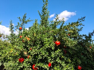 Pomegranate garden. Ripe red pomegranate fruit on tree branch.