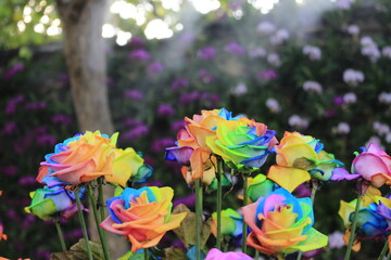 Fototapeta na wymiar rainbow color flower garden beauty