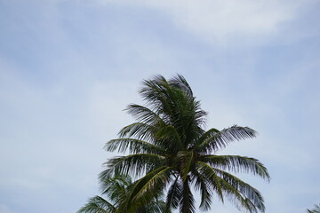 上部に余白を設けた構図のヤシの木と空
