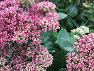 pink flowers in a garden