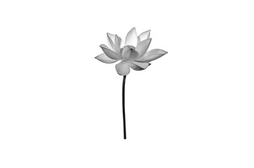 lotus flower black and white isolated on white background