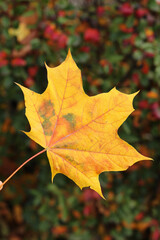 holding orange autumn leaf in hand close-up