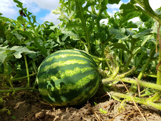 Ripe watermelon on a bed among green leaves, selective focus