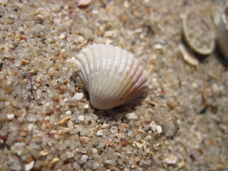 seashell on the beach