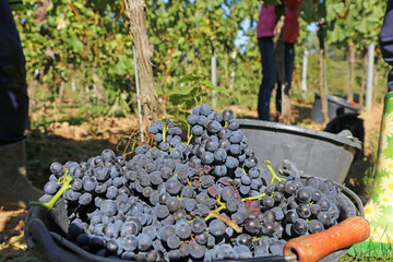 Manual grape harvesting, hand harvesting