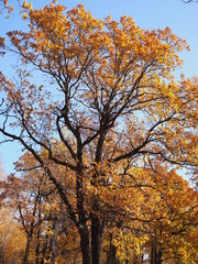 Leaves on the branches in the autumn forest.