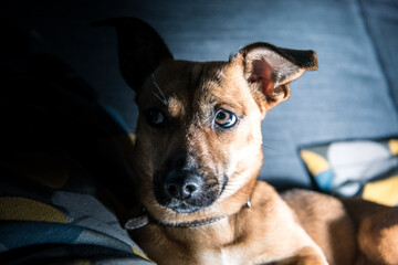 Cute brown puppy sitting on a sofa - dog photography - favourite pet - mixed race dog, - mongrels are the best