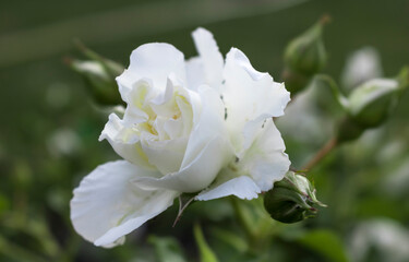 Fototapeta premium White flower rose on a green background